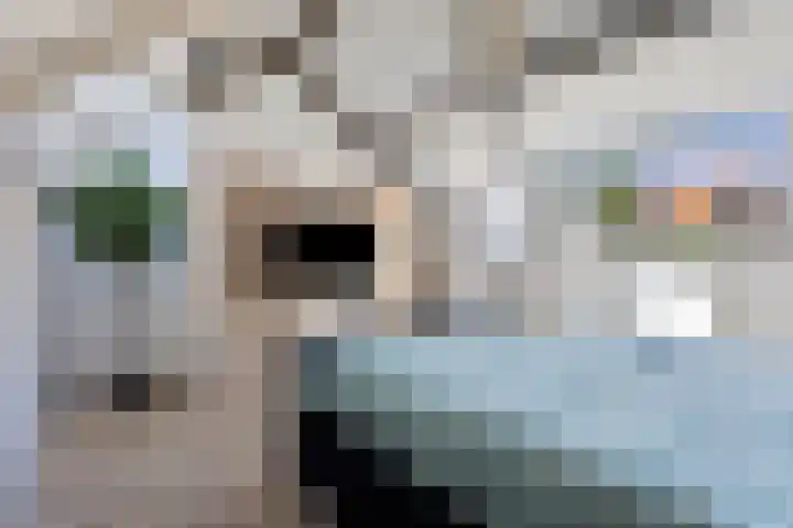 Hamsterstraat 4 Helmond thumbnail 34