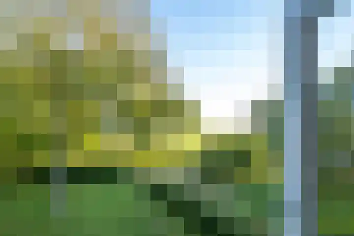 Haneman 3 Winssen thumbnail 40
