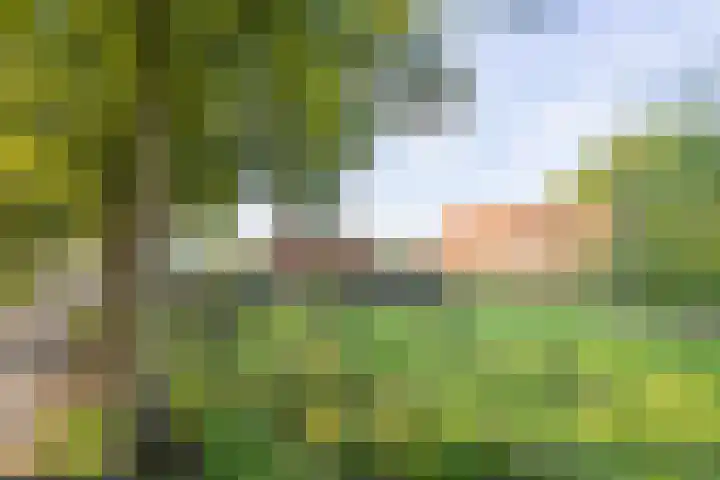 Haneman 3 Winssen thumbnail 5