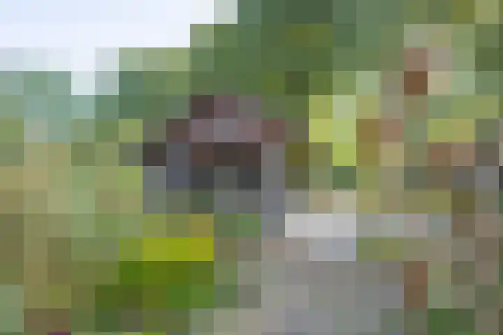Haneman 3 Winssen thumbnail 52