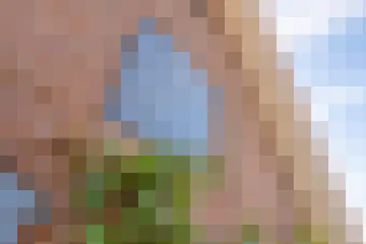 Haneman 3 Winssen thumbnail 64