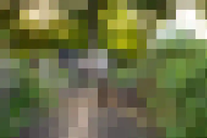 Haneman 3 Winssen thumbnail 75