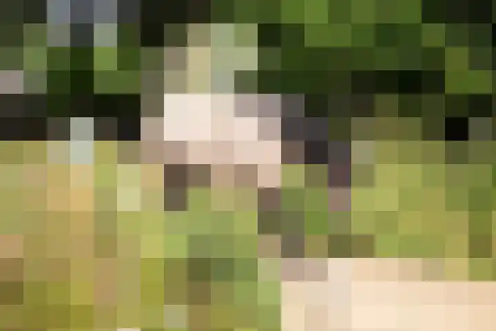 Haneman 3 Winssen thumbnail 76