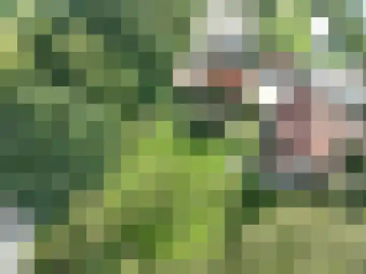 Haneman 3 Winssen thumbnail 8