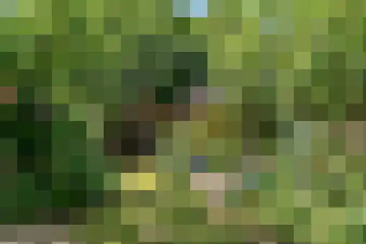 Hankweg 2 Renkum thumbnail 36