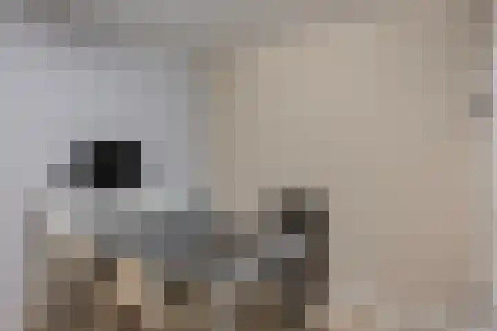 Harnas 17 Oss thumbnail 12