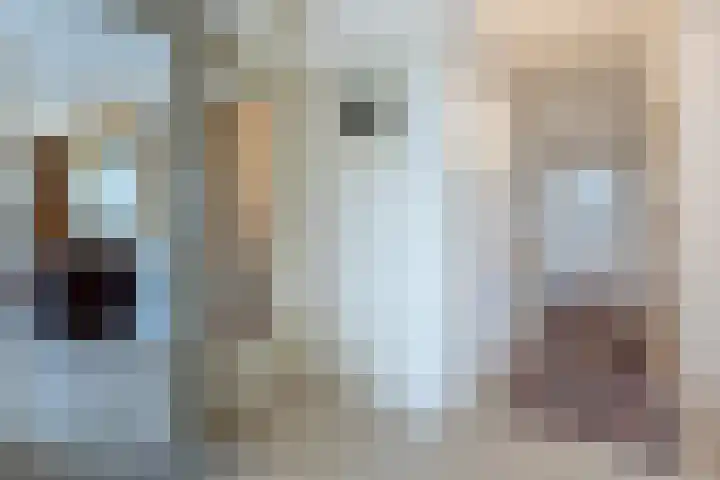 Hartenvier 19 Best thumbnail 10