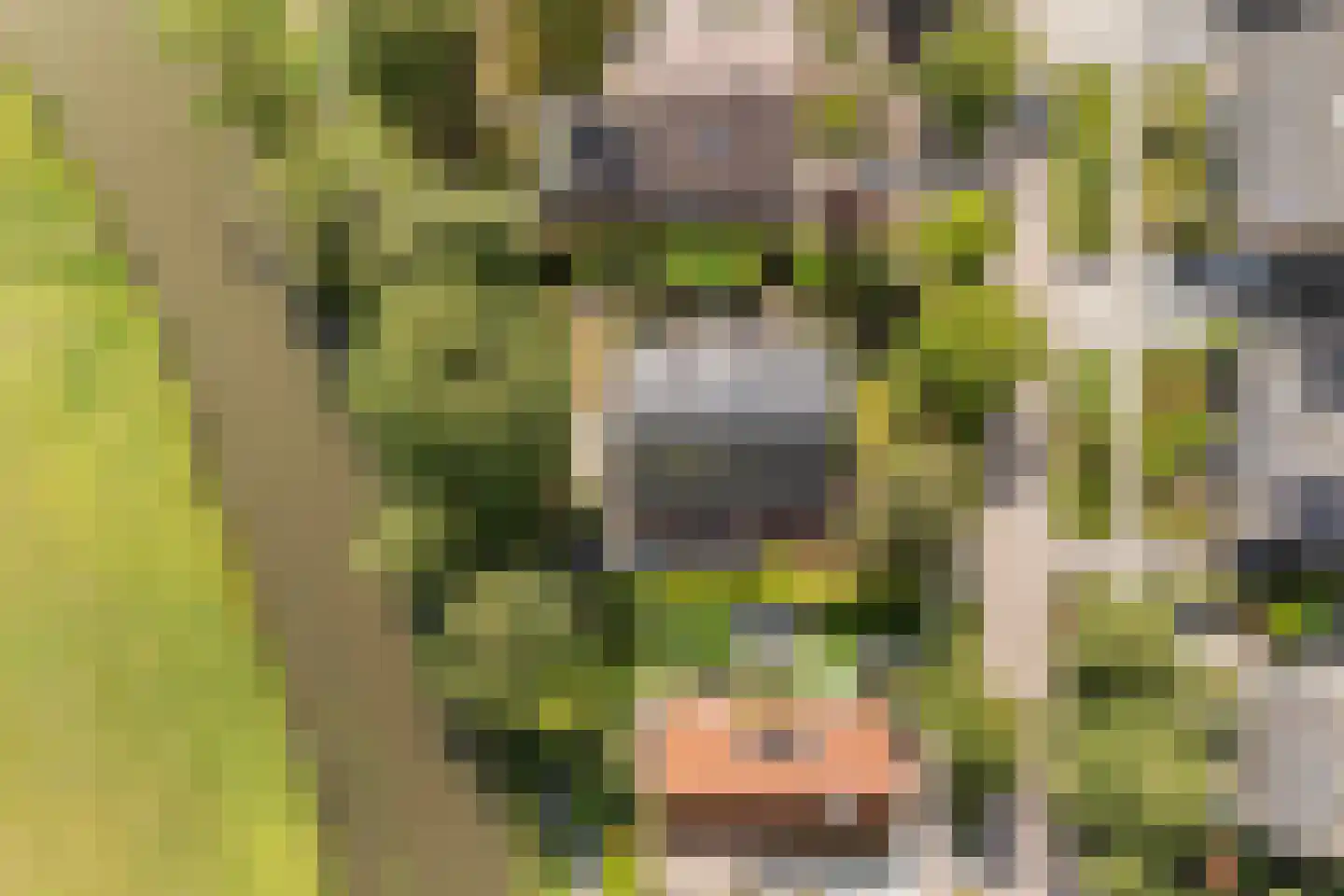 Haven 42 Goutum thumbnail 7