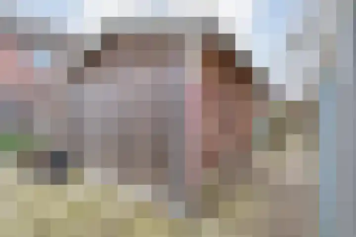 Havik 7 Ommen thumbnail 48