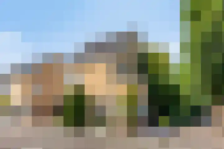 Havikskruid 5 Elsloo