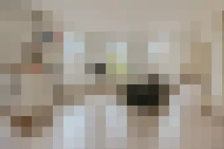 Hazelaar 9 Olst thumbnail 35