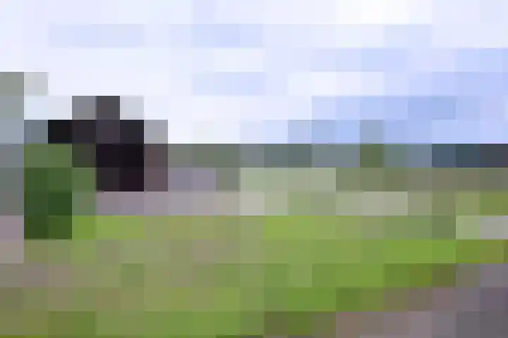 Hazenberg 38 Brummen thumbnail 29