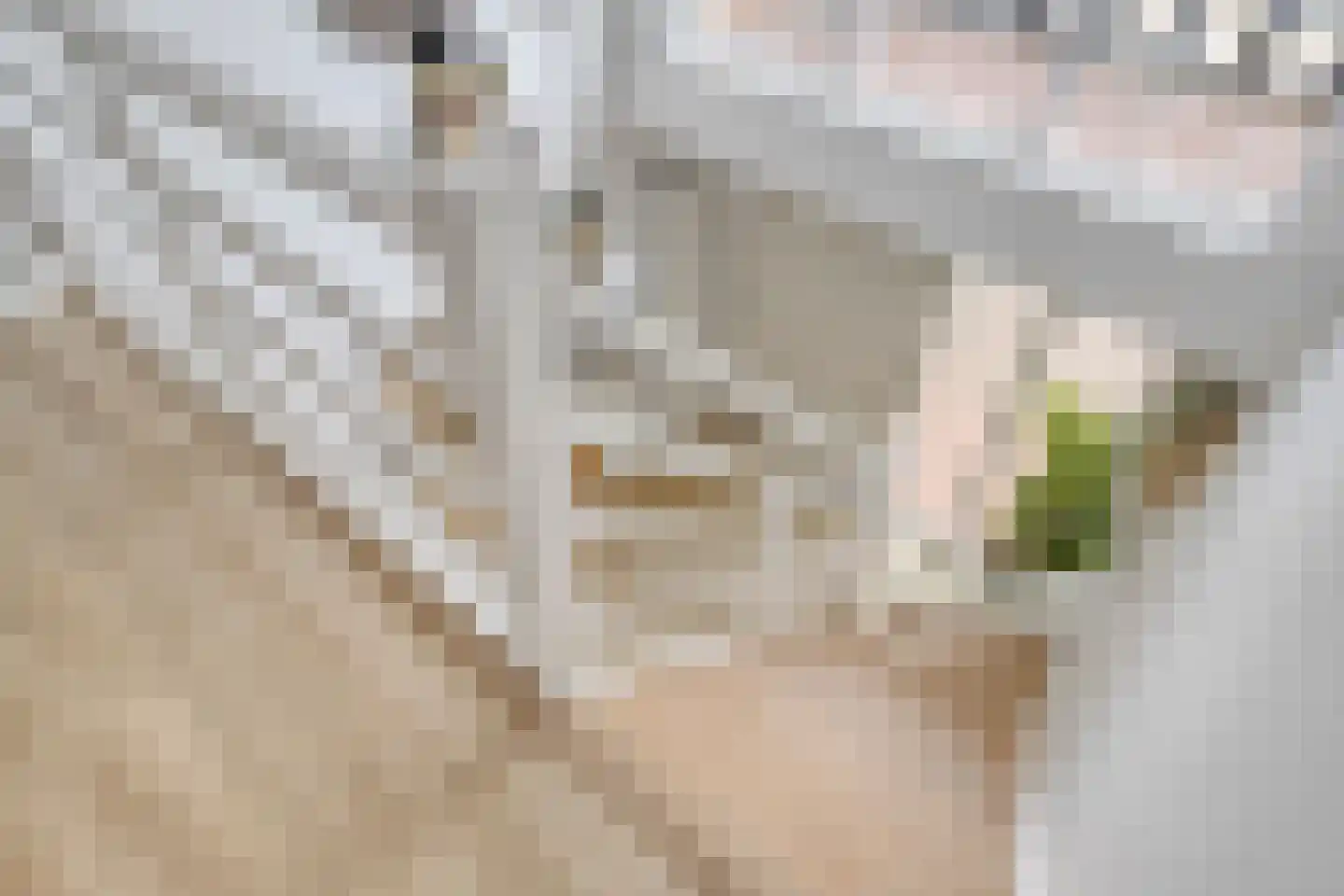 Hazershil 9 Steenbergen thumbnail 31