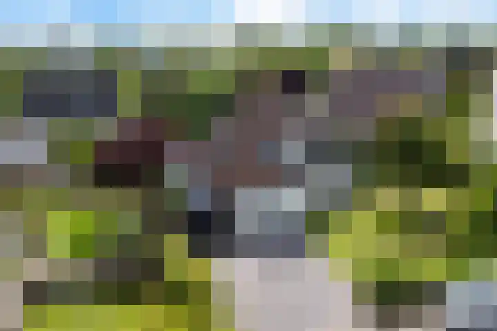 Hazzelnútstrjitte 1 dans Stiens