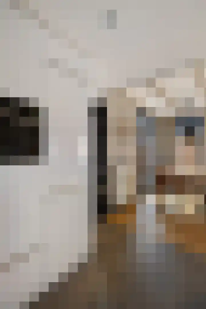 Heechfinne 6 Akkrum thumbnail 25