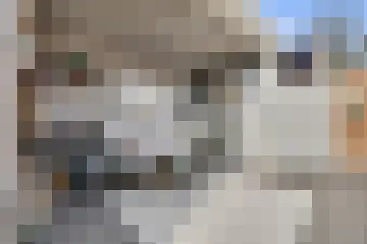 Heeleind 2 E Bladel thumbnail 35