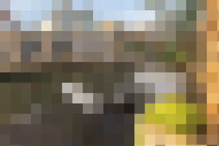 Heemraad 71 Zwaag thumbnail 33