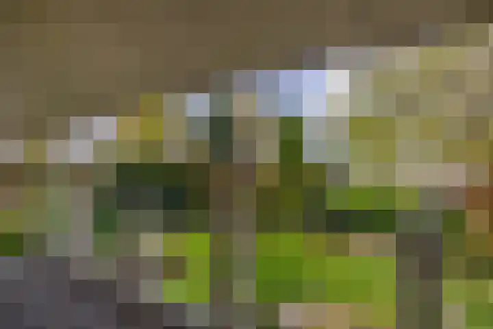 Heer Dickbierweg 57 Mierlo thumbnail 35