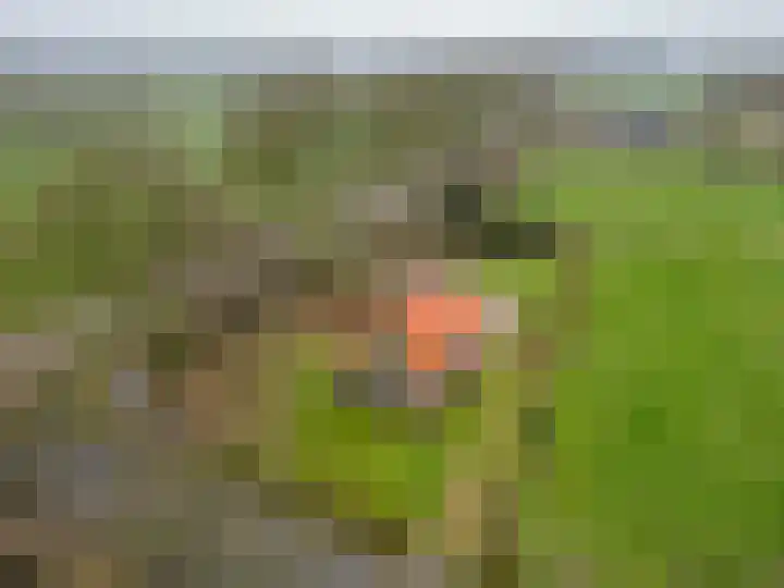 Hegewei 41 Opeinde thumbnail 46