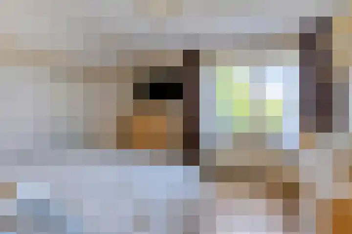 Hegge 32 Schinnen thumbnail 31