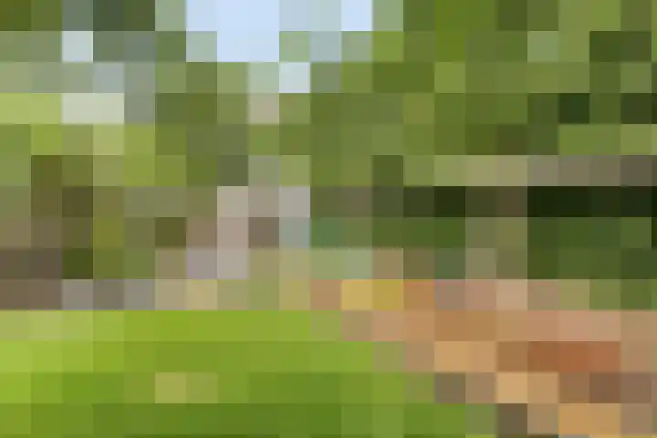 Hegge 32 Schinnen thumbnail 49