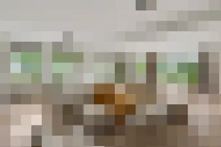 Heide 17 Roggel thumbnail 15