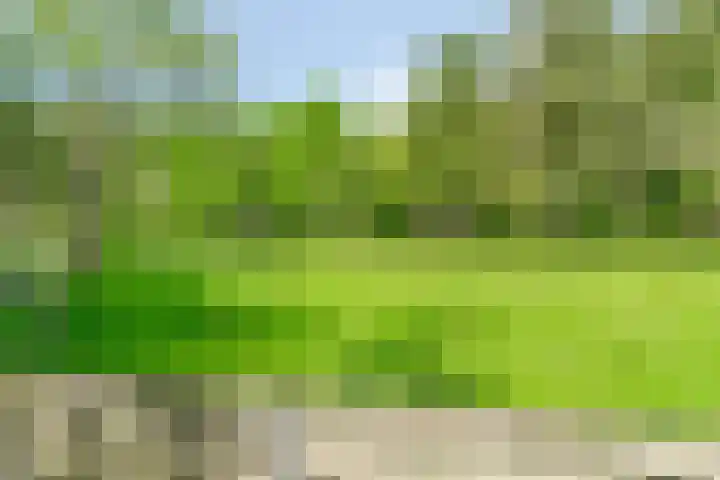 Heidekruid 48 Rotterdam thumbnail 29