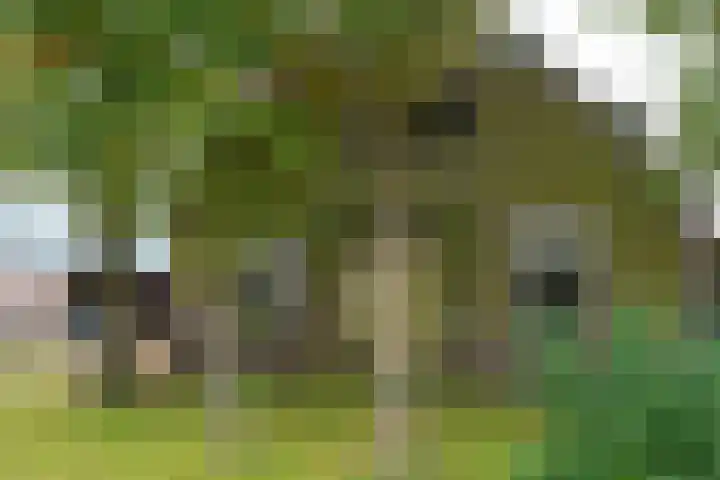 Heideweg 3 Harreveld thumbnail 10