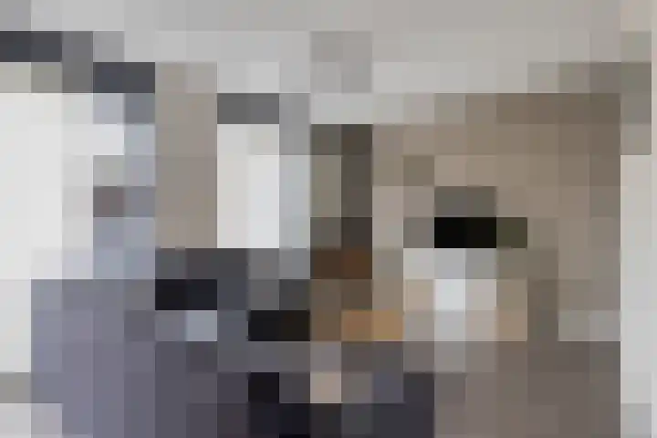 Heijbocht 6 Hulsel thumbnail 6