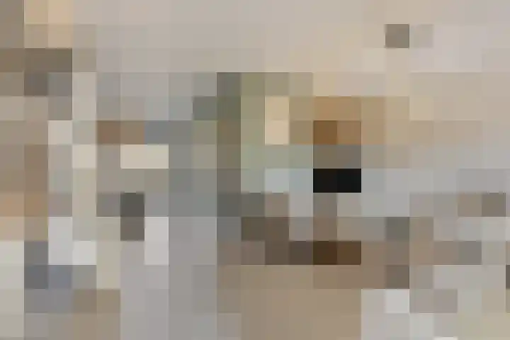 Heilige Eik 33 Heesch foto 3