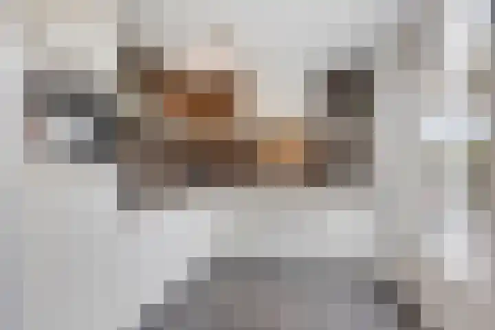Heiligenbos 13 Berghem thumbnail 12
