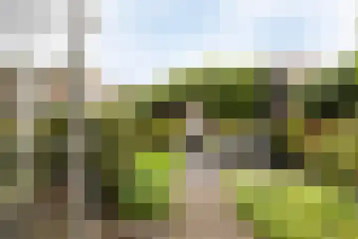 Heiligenbos 13 Berghem thumbnail 28