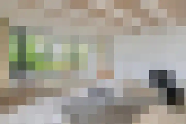 Heischeutstraat 49 Oss thumbnail 9