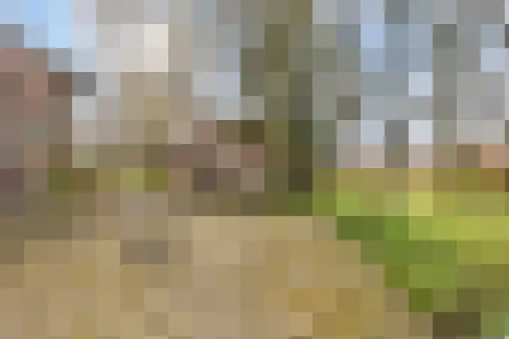 Heldensedijk 22 Meijel thumbnail 24