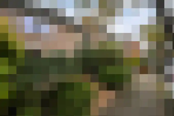 Heliotroop 76 's-Gravenzande thumbnail 22