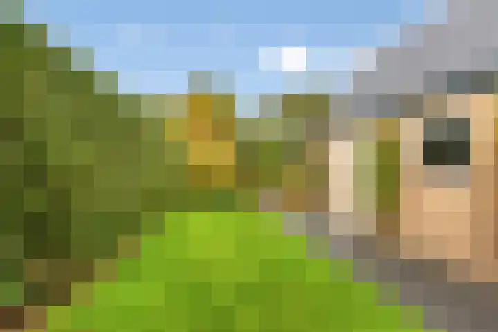 Hellingbaas 4 De Knipe thumbnail 32