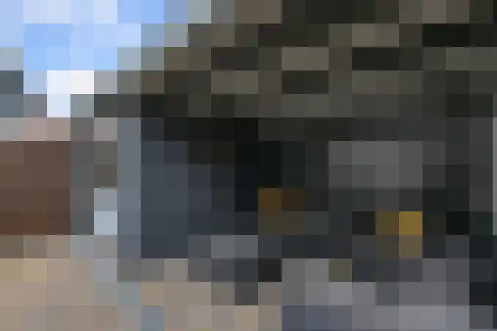 Helmkruid 3 Velserbroek thumbnail 13