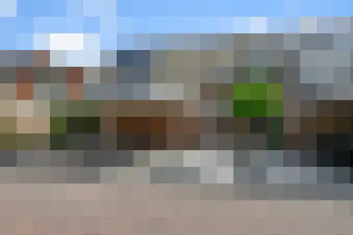 Helmkruid 3 Velserbroek thumbnail 37