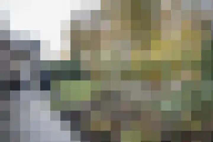 Helmkruid 4 Vroomshoop thumbnail 21