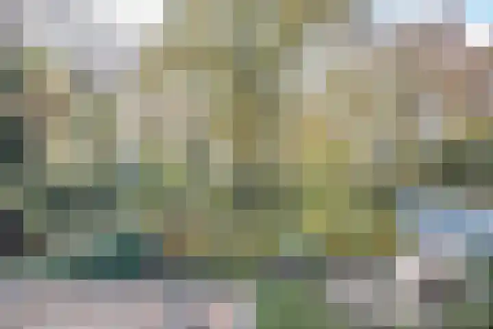 Helmkruid 4 Vroomshoop thumbnail 31