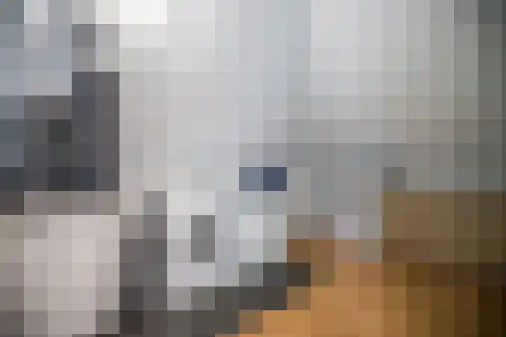 Helmkruid 4 Vroomshoop thumbnail 38
