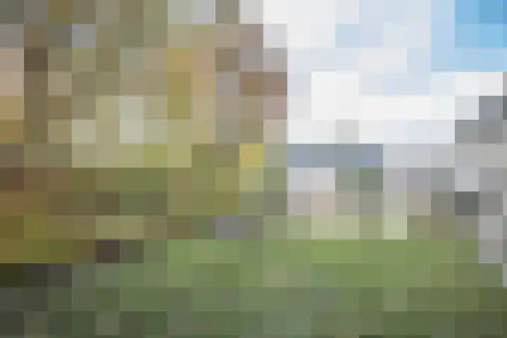 Helmkruid 4 Vroomshoop thumbnail 4