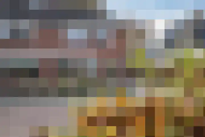 Helmkruid 4 Vroomshoop thumbnail 5