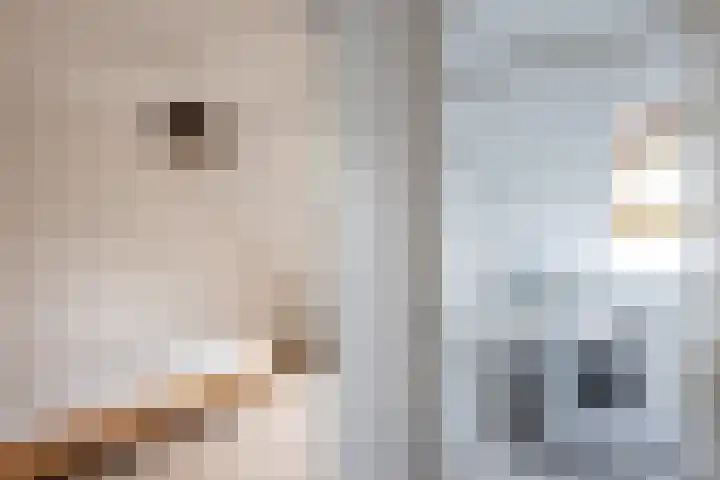 Hengeler 37 Neede thumbnail 19