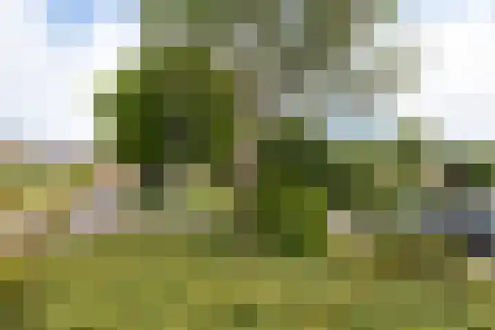Hengeler 37 Neede thumbnail 34