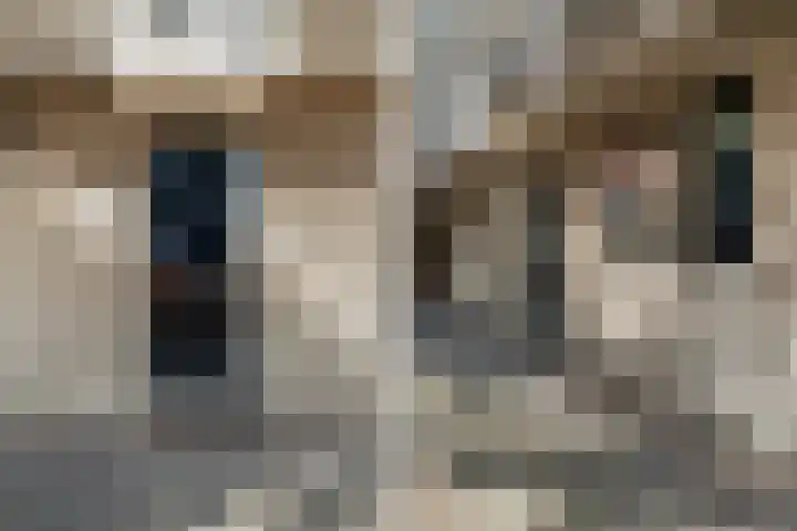 Herautpad 34 Schiedam thumbnail 6