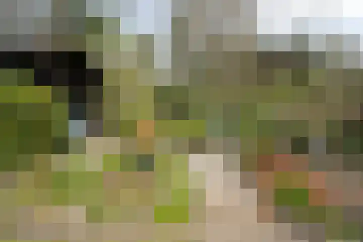 Herdersveld 97 Geldrop thumbnail 61