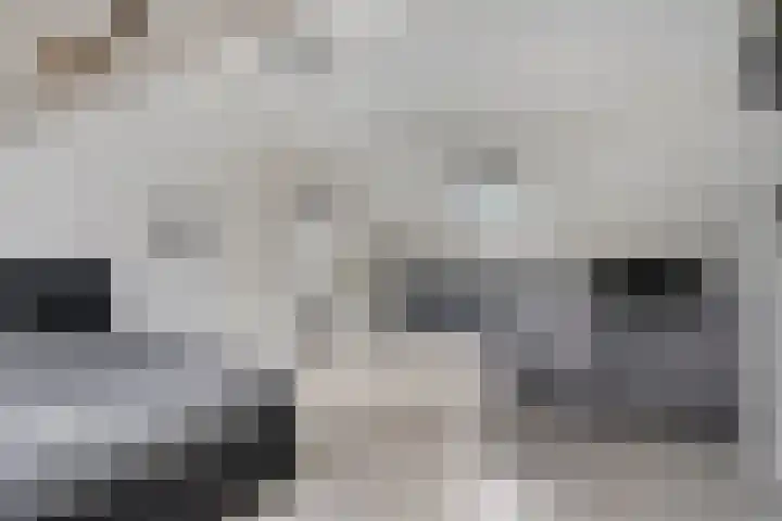 Hersel 3 Lierop thumbnail 43