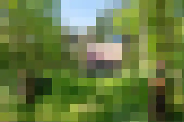 Hertenpad 14 Norg
