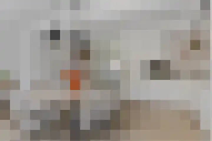 Hertogenhof 8 Goes thumbnail 17